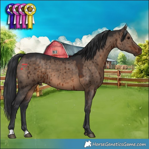 Horse Color:Brown Dun Brindle 