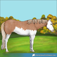 Horse Color:Red Roan Splash 