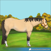 Horse Color:Buckskin 