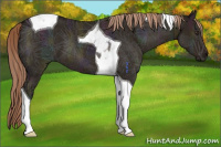 Horse Color:Midnight Liver Red Dun Ice Tobiano 