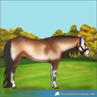 Horse Color:Bay Onyx 