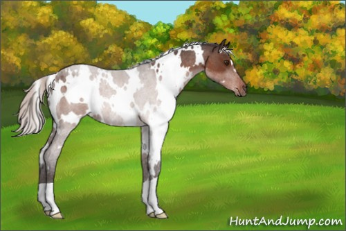 Horse Color:White Spotted Silver Brown Roan Mushroom Rabicano 
