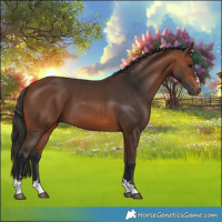 Horse Color:Bay 