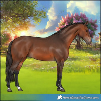 Horse Color:Bay 