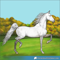 Horse Color:Gray Buckskin Appaloosa Rabicano 
