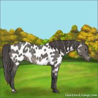 Horse Color:Grullo Near Leopard Rabicano 
