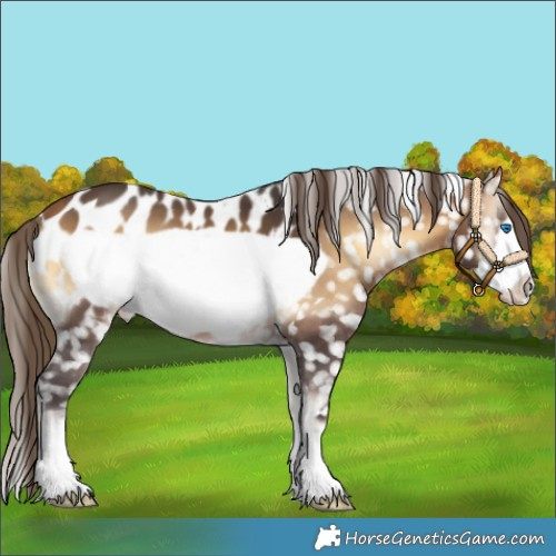 Horse Color:Buckskin Onyx Frame Appaloosa 