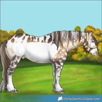 Horse Color:Buckskin Onyx Frame Near Leopard 