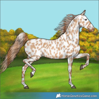 Horse Color:Red Dun Appaloosa 