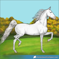 Horse Color:Gold Cream Champagne Appaloosa 