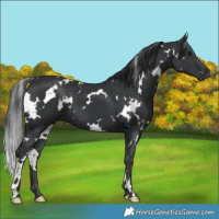 Horse Color:White Spotted Black 