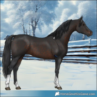 Horse Color:Brown Tobiano 