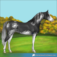 Horse Color:White Spotted Black Splash