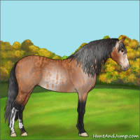 Horse Color:Bay  and Gray Bay 