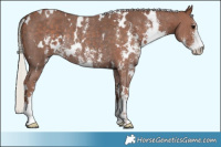 Horse Color:White Spotted Silver Black Sabino Rabicano 