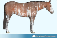 Horse Color:Bay Sabino Rabicano 