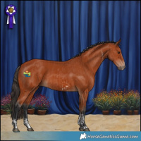 Horse Color:Bay Sabino Rabicano  and Bay Sabino Rabicano 