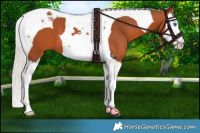 Horse Color:Silver Bay Splash Tobiano 