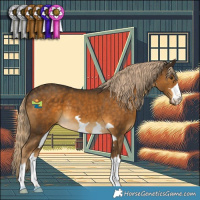 Horse Color:Chocolate Palomino 