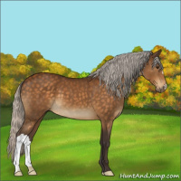 Horse Color:Silver Buckskin 