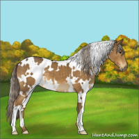 Horse Color:White Spotted Chocolate Palomino 