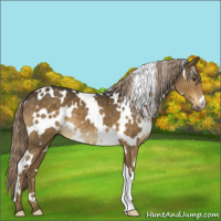 Horse Color:White Spotted Chocolate Palomino 