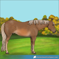 Horse Color:Chocolate Palomino 