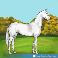 Horse Color:Gray Silver Amber Champagne Ice Dun Splash Tobiano 