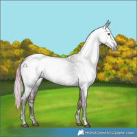 Horse Color:Gray Watercolor White Spotted Midnight Chocolate Palomino Ice Roan Dun 