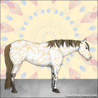 Horse Color:Buckskin Near Leopard 