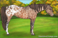 Horse Color:Bay Appaloosa  and Amber Champagne Appaloosa 