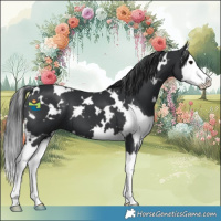 Horse Color:White Spotted Black Splash 