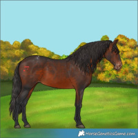 Horse Color:Brown Appaloosa Rabicano 
