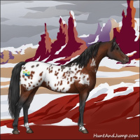 Horse Color:Bay Sabino Appaloosa 