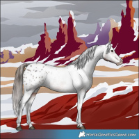 Horse Color:Brown Sabino Appaloosa Rabicano 