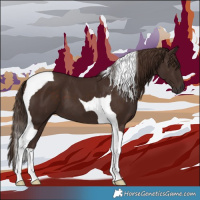 Horse Color:Liver Chestnut Tobiano 