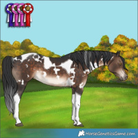 Horse Color:White Spotted Brown Tobiano 