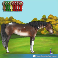 Horse Color:White Spotted Brown Tobiano 