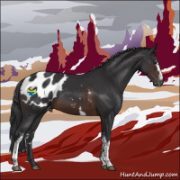 Horse Color:White Spotted Brown Appaloosa 