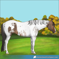 Horse Color:White Spotted Bay Dun Tobiano 