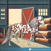 Horse Color:Bay Appaloosa 