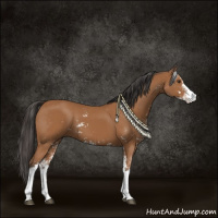 Horse Color:Bay Sabino