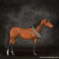 Horse Color:Bay Sabino 
