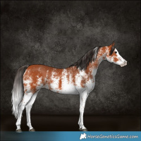 Horse Color:White Spotted Bay Splash Rabicano 
