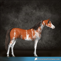 Horse Color:White Spotted Bay 