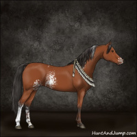 Horse Color:White Spotted Bay Sabino 