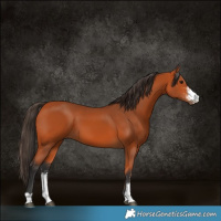 Horse Color:Bay Sabino