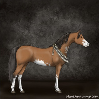 Horse Color:Bay Sabino 