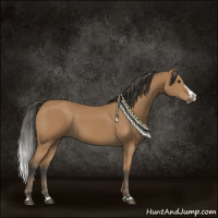 Horse Color:Bay Sabino Splash