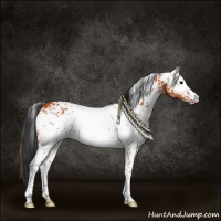 Horse Color:White Spotted Bay 